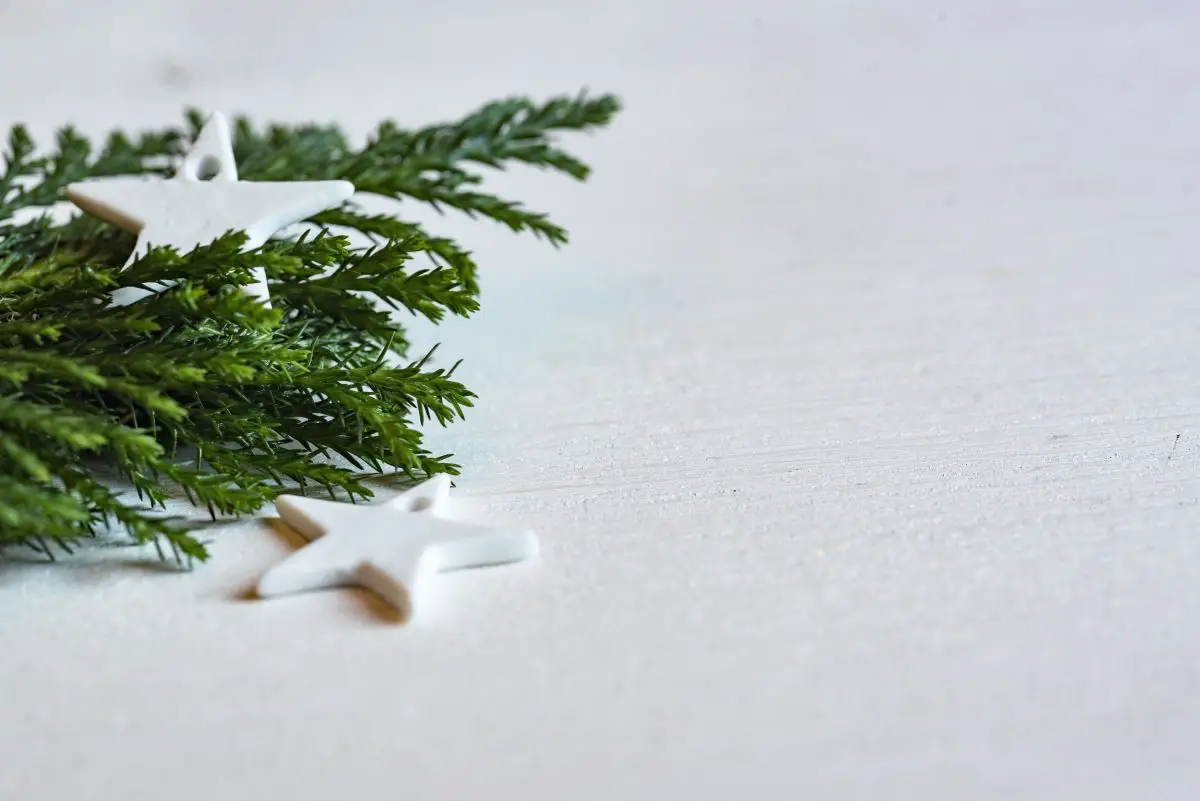 How To Deal With Infested Christmas Trees And Get Rid Of Them?